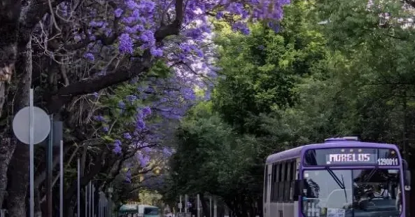 Jacarandas en la calle Tonalá